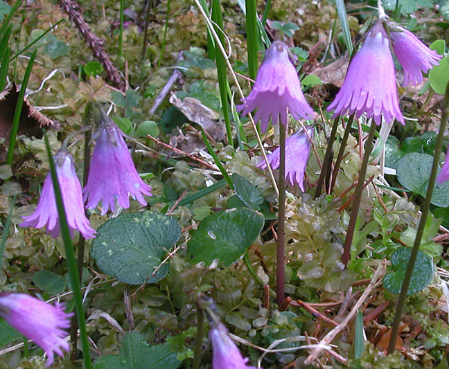 DSCN2298a.jpg