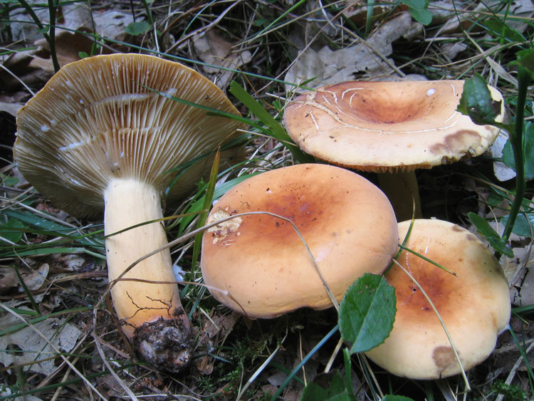 Immagine allegata: post-2286-1131314046.jpg