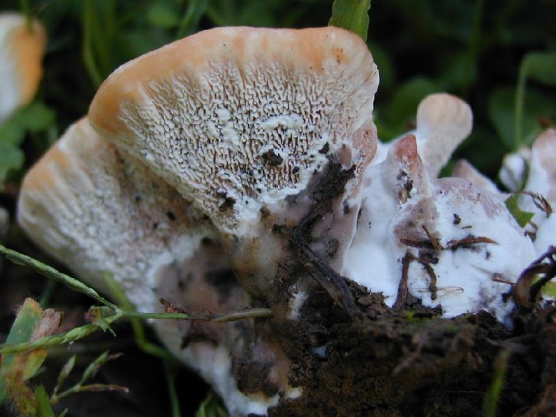 Immagine Allegata