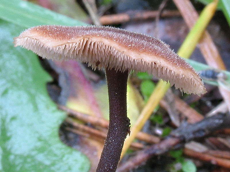 Immagine allegata