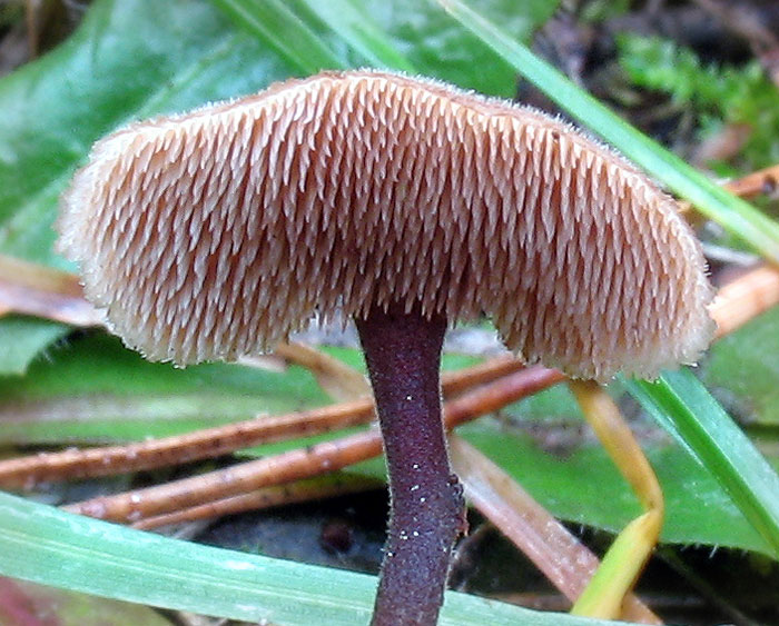 Immagine allegata