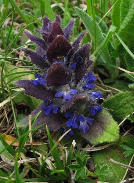 02_Ajuga_pyramidalis___img_1555.jpg