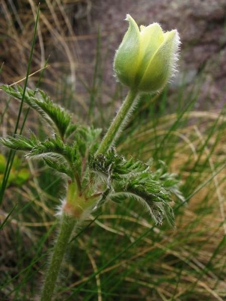 03_Pulsatilla_alpina_ssp_apiifolia___img_1541.jpg