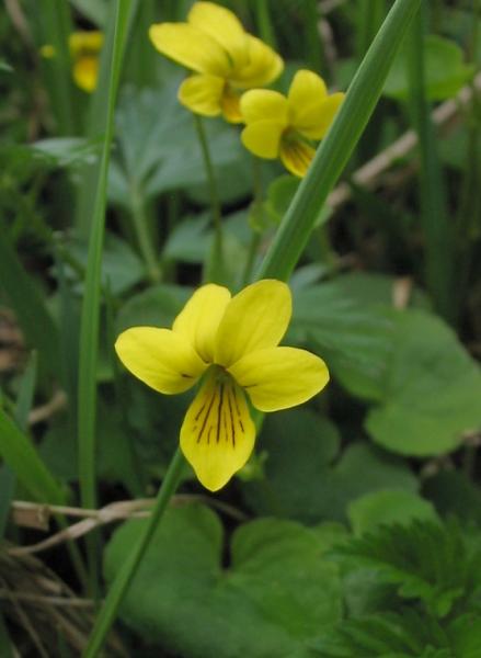 04_Viola_biflora___img_1548.jpg