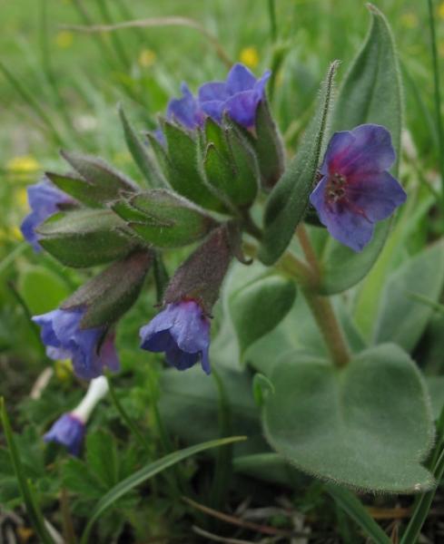 05_Pulmonaria_australis___img_1552.jpg