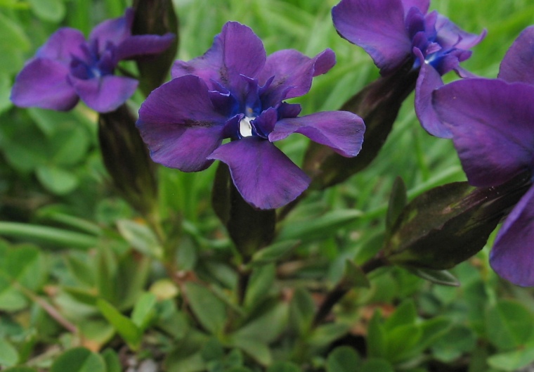 06_Gentiana_verna___img_1544.jpg