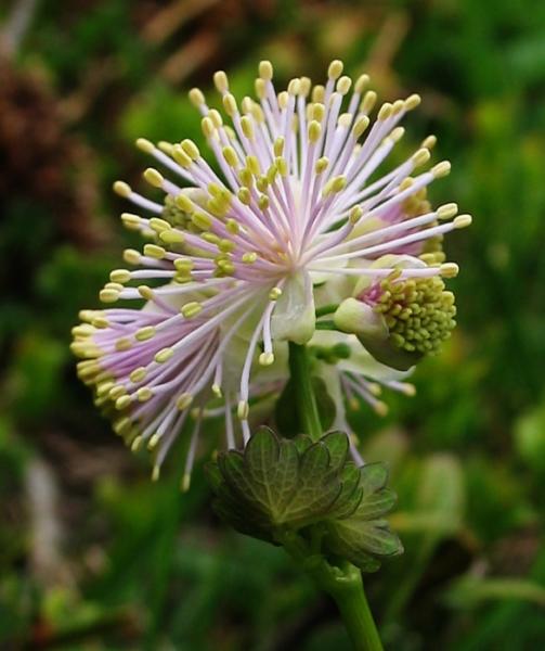 10_esplosaceae___img_1549.jpg