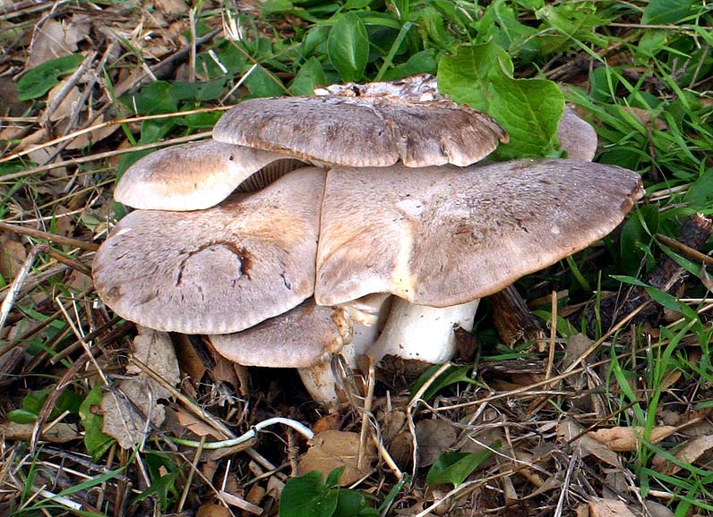 Immagine allegata