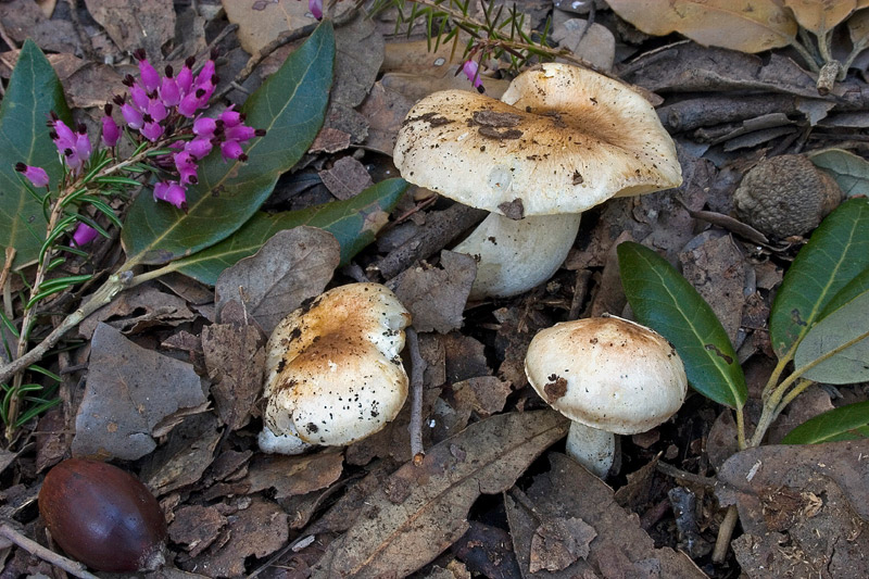 hygrophorus_leucoph2.jpg