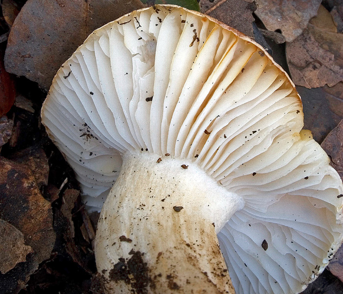 hygrophorus_leucoph6.jpg
