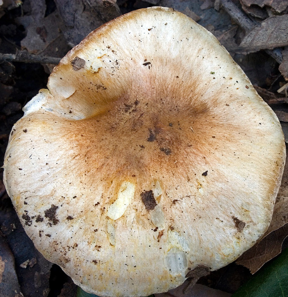 hygrophorus_leucoph7.jpg