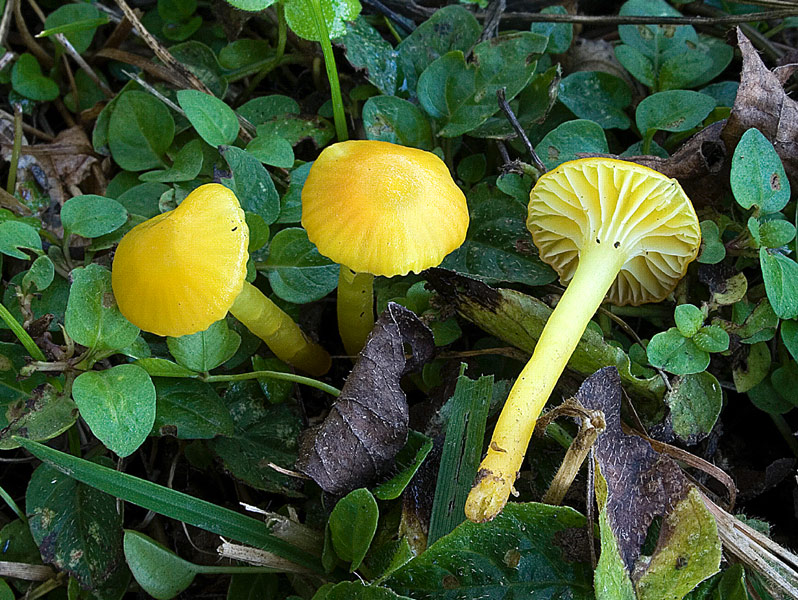 hygrocibina_1.jpg