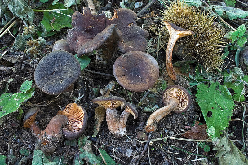 lactarius_2.jpg