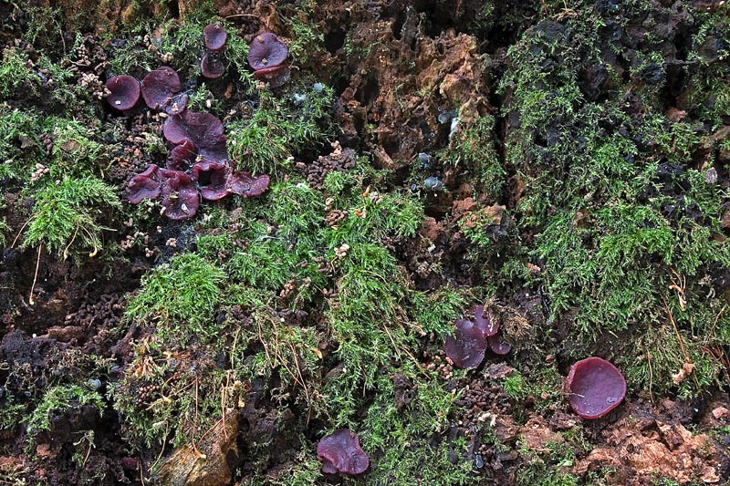 Immagine allegata