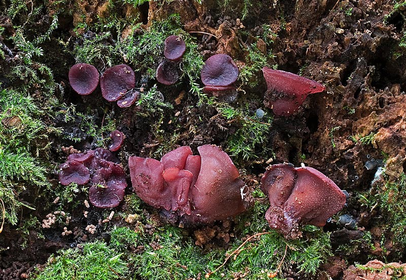 Immagine allegata