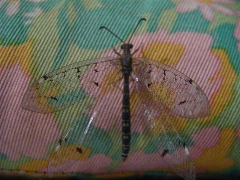 Immagine allegata: post-3243-1122756158.jpg