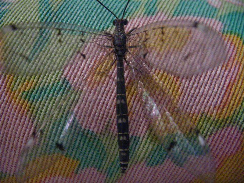 Immagine allegata: post-3243-1122756277.jpg