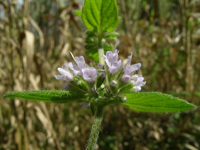 DSCN4185.JPG