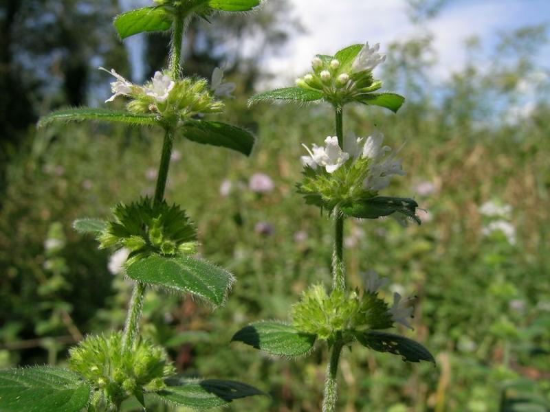 DSCN4191.JPG