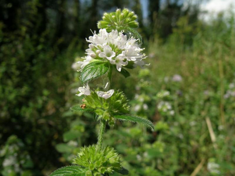 DSCN4196.JPG