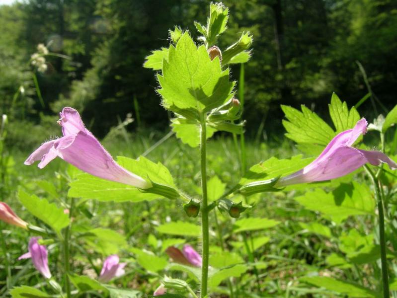 Calamintha_grandiflora.JPG