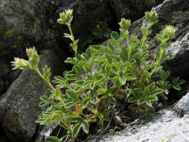 Potentilla_grammopetala.1.JPG