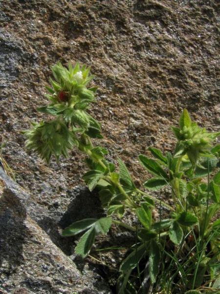Potentilla_grammopetala.3.JPG
