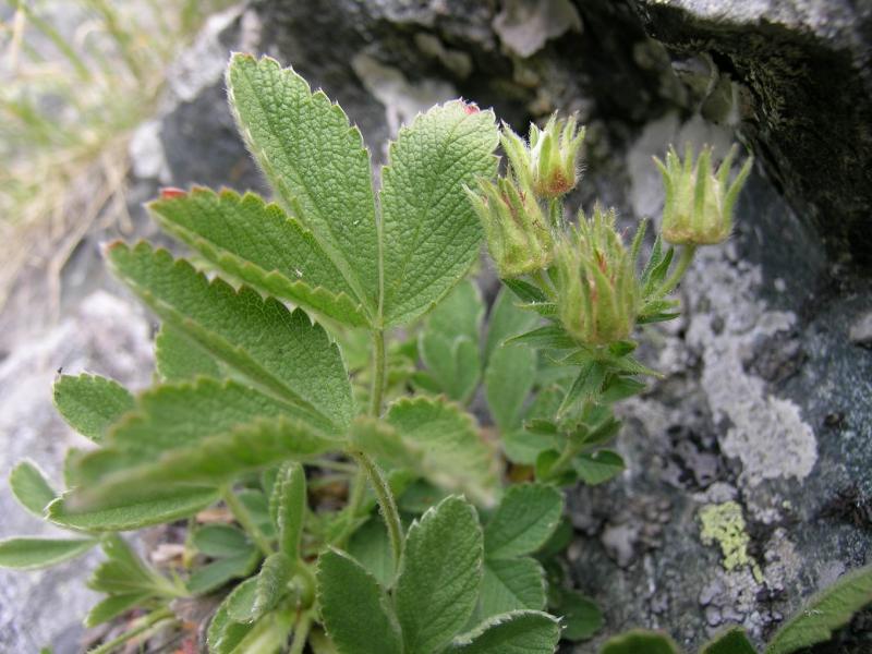 Potentilla_grammopetala.6.JPG