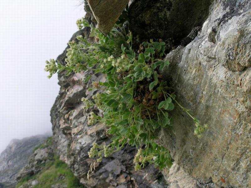 Potentilla_grammopetala.11.JPG