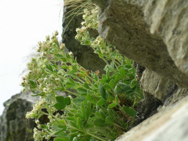 Potentilla_grammopetala.12.JPG