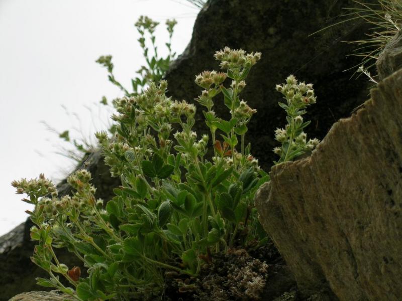 Potentilla_grammopetala.13.JPG