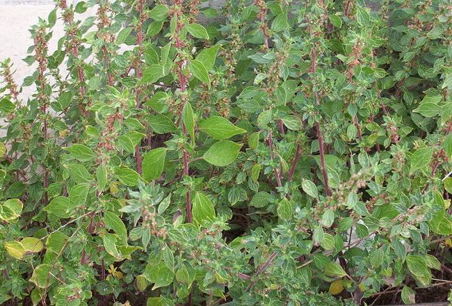 parietaria allergia