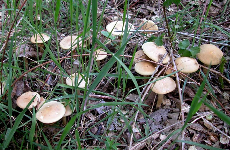 Immagine allegata