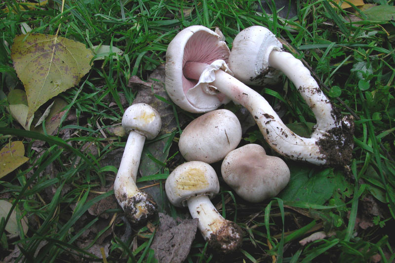 Immagine allegata