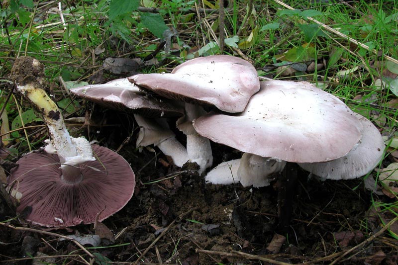 Immagine allegata