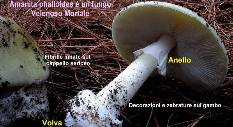 Immagine Allegata