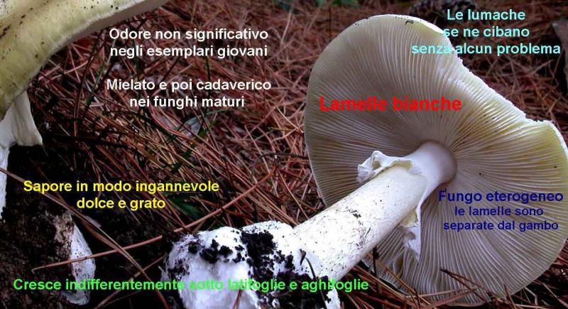 Immagine Allegata