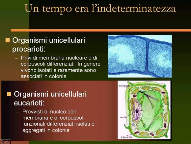 Immagine allegata: post-4-1130180810.jpg