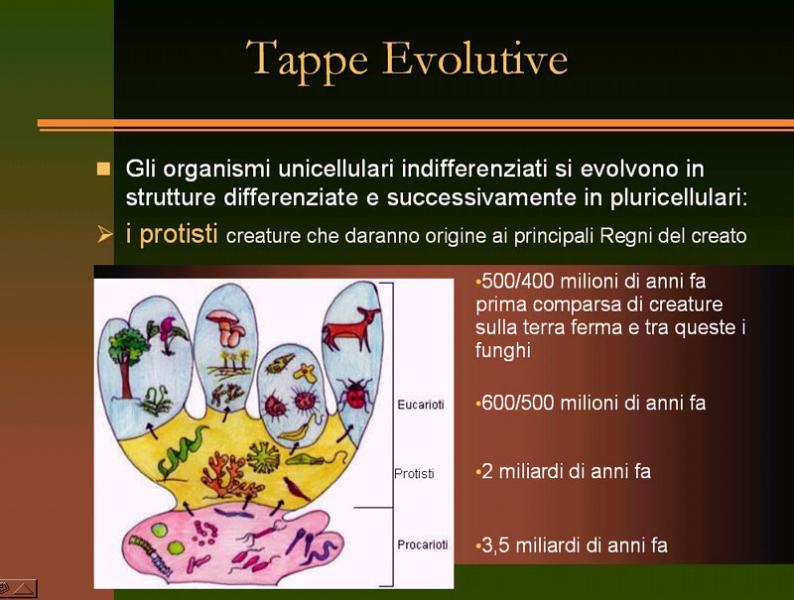 Immagine allegata: post-4-1130180850.jpg