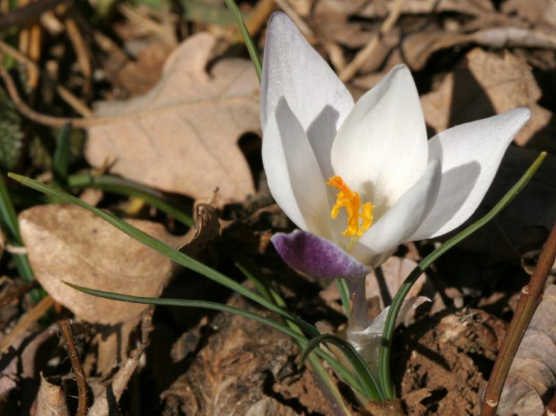 crocus_1.jpg