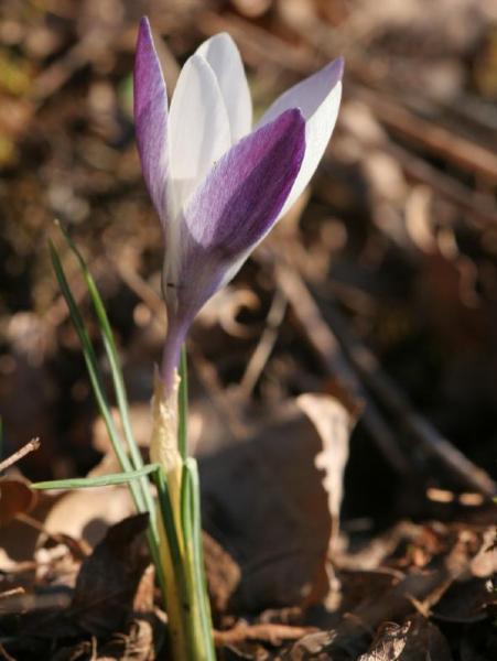 crocus_4.jpg