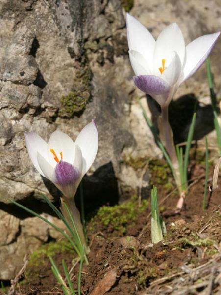 crocus_3.jpg