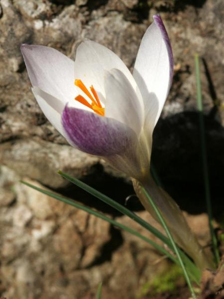 crocus_2.jpg