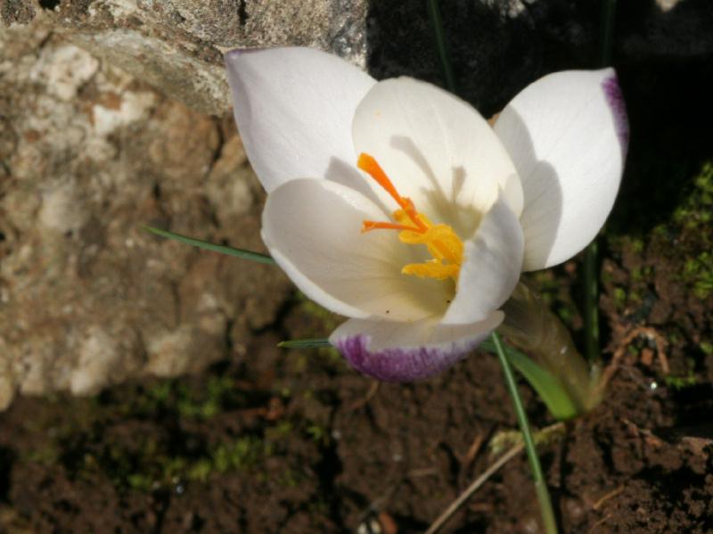 crocus_5.jpg