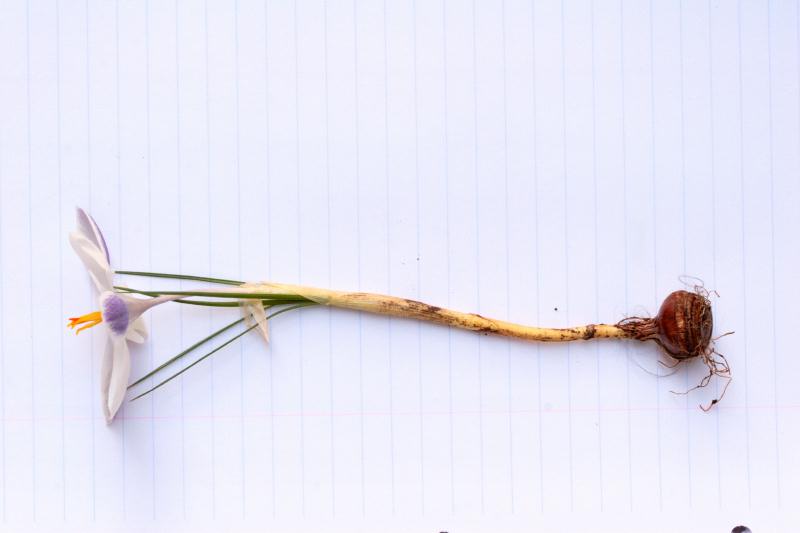 crocus_6.jpg