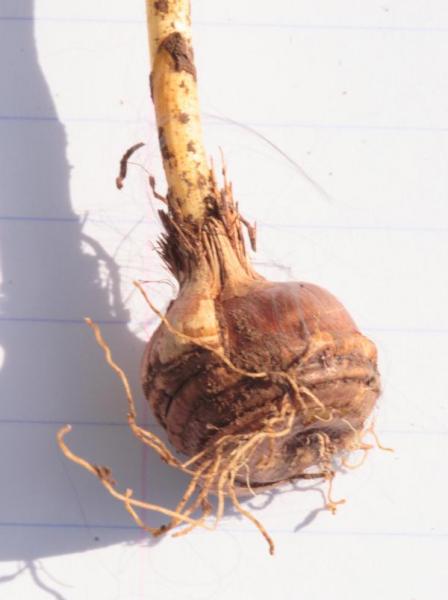 crocus_7.jpg