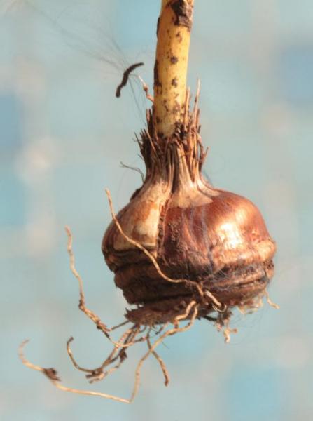 crocus_8.jpg