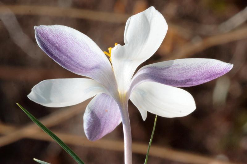 crocus_9.jpg