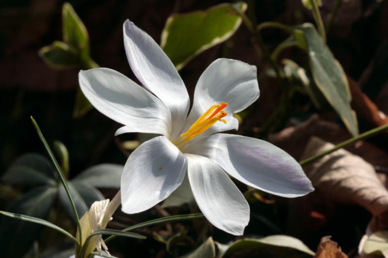 crocus_10.jpg