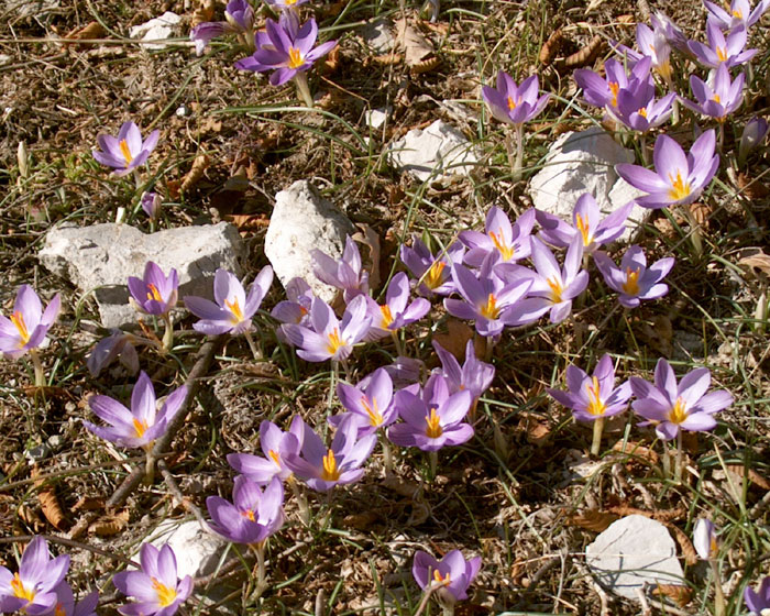 Crocus Imperati